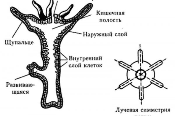 Кракен сбой